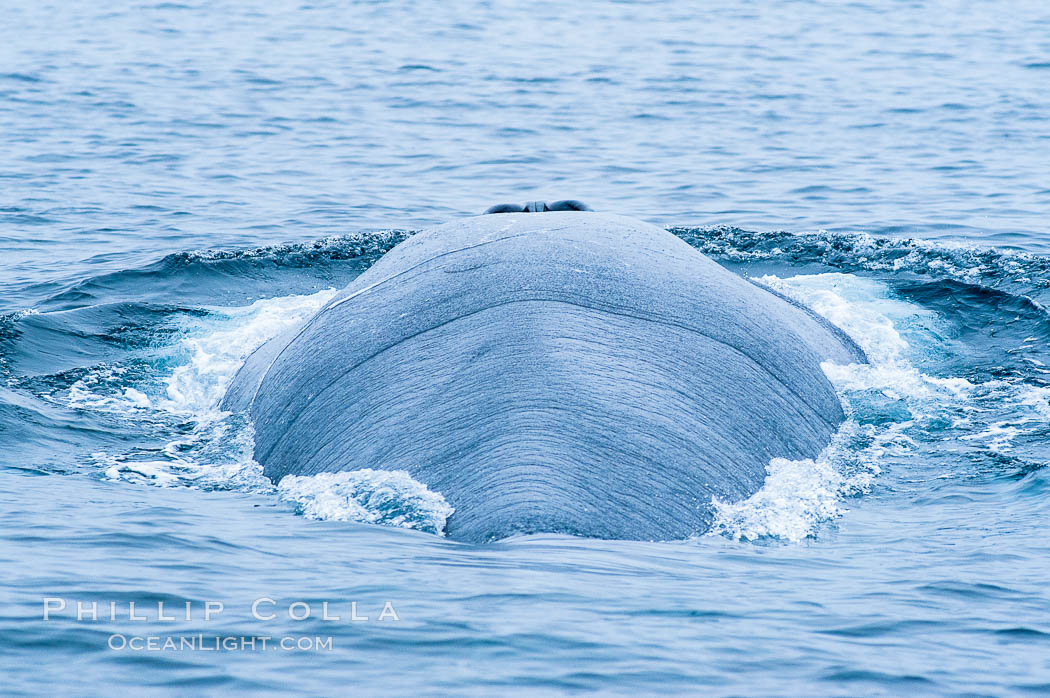 A blue whale bulky profile -- up to 15 feet across -- is seen from behind as it surfaces between dives.  Usually only one-fifth of a blue whale is visible at the surface.  The blue whale is the largest animal on earth, reaching 80 feet in length and weighing as much as 300,000 pounds.  Near Islas Coronado (Coronado Islands). Coronado Islands (Islas Coronado), Baja California, Mexico, Balaenoptera musculus, natural history stock photograph, photo id 09514