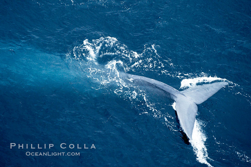 Blue whale fluking.  An enormous blue whale raises its powerful fluke (tail) high out of the water as it makes a steep dive into the open ocean. La Jolla, California, USA, Balaenoptera musculus, natural history stock photograph, photo id 21302