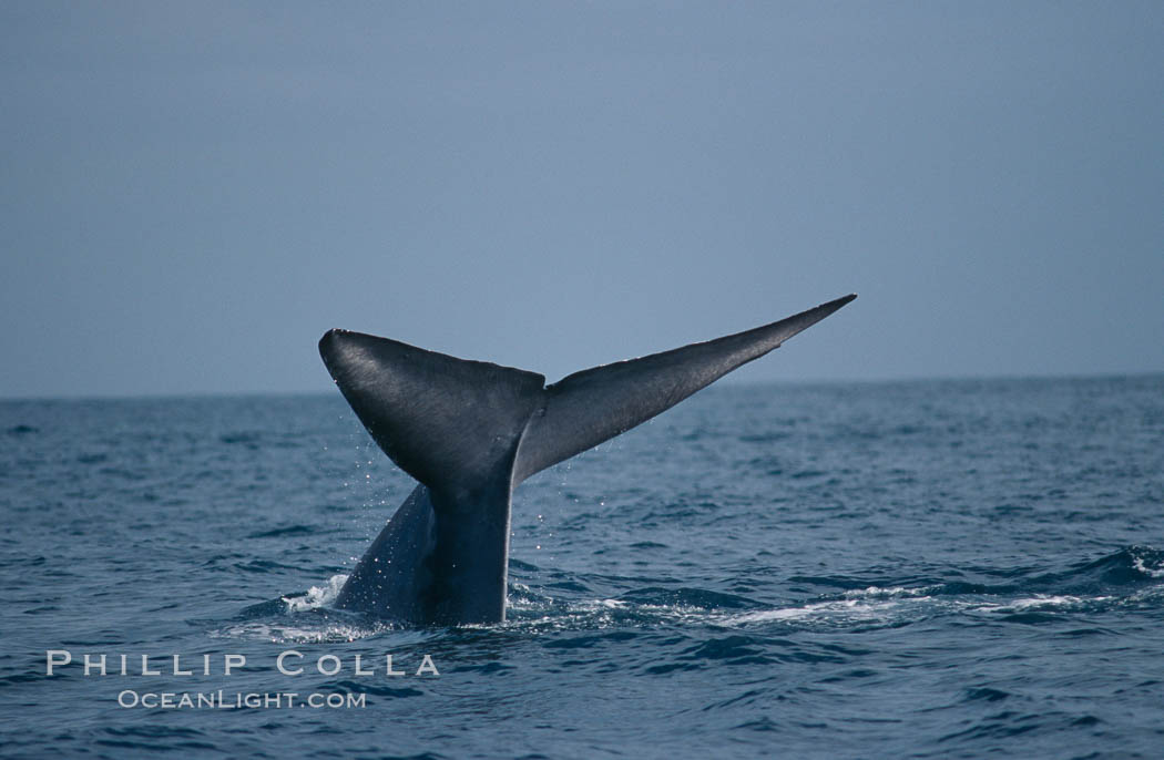 Blue whale., Balaenoptera musculus, natural history stock photograph, photo id 02228