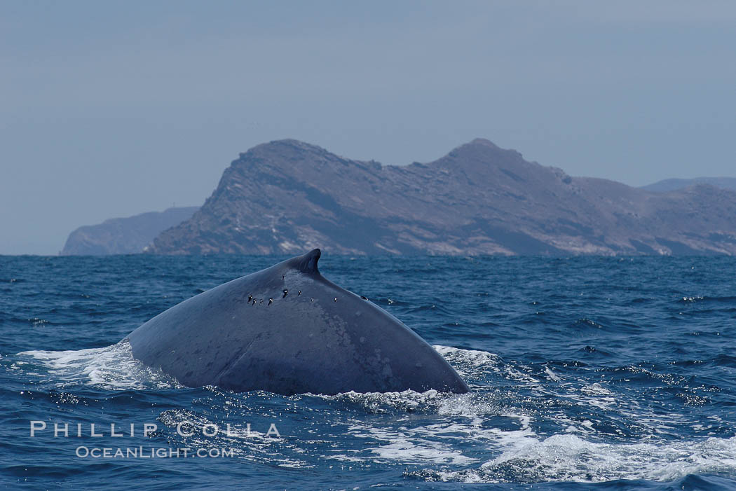 A blue whale rounds out at the surface before diving in search of food.  A blue whale can stay submerged while foraging for food for up to 20 minutes.  The blue whale is the largest animal on earth, reaching 80 feet in length and weighing as much as 300,000 pounds.  North Coronado Island is in the background. Coronado Islands (Islas Coronado), Baja California, Mexico, Balaenoptera musculus, natural history stock photograph, photo id 09503