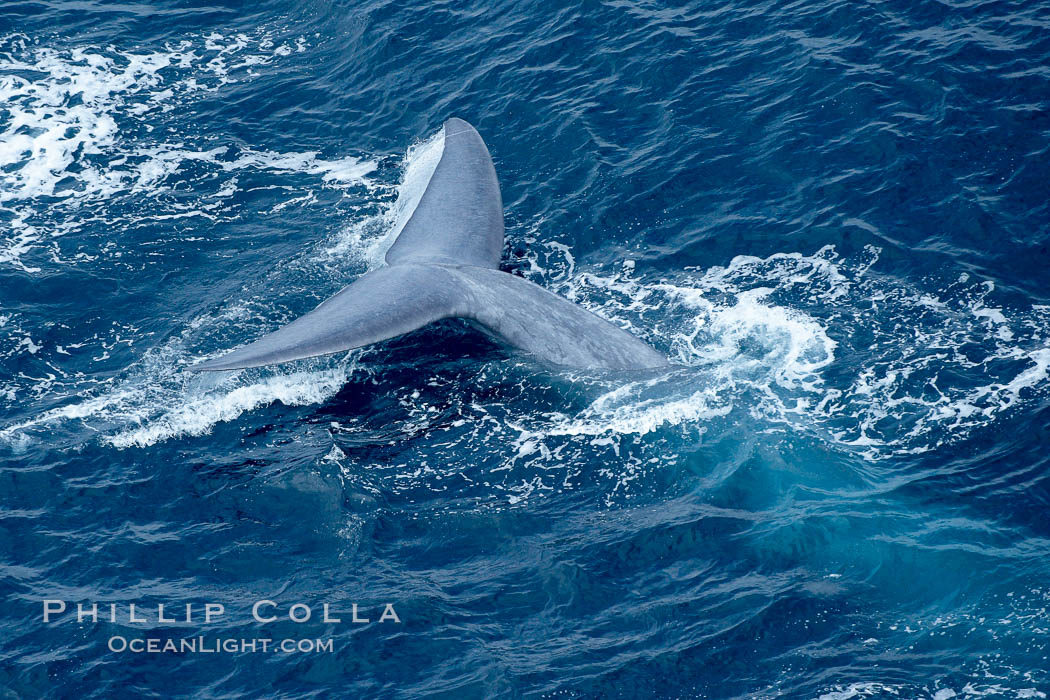 Blue whale fluking.  An enormous blue whale raises its powerful fluke (tail) high out of the water as it makes a steep dive into the open ocean. La Jolla, California, USA, Balaenoptera musculus, natural history stock photograph, photo id 21287