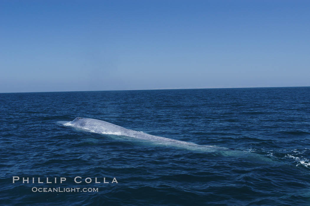 An enormous blue whale is stretched out at the surface, resting, breathing and slowly swimming, during a break between feeding dives. Open ocean offshore of San Diego. California, USA, Balaenoptera musculus, natural history stock photograph, photo id 07529