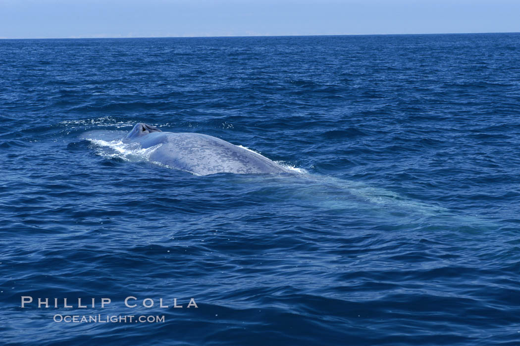 An enormous blue whale is stretched out at the surface, resting, breathing and slowly swimming, during a break between feeding dives. Open ocean offshore of San Diego. California, USA, Balaenoptera musculus, natural history stock photograph, photo id 07533