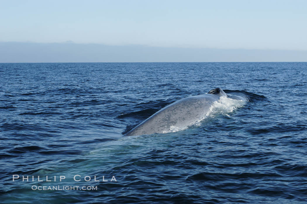 An enormous blue whale is stretched out at the surface, resting, breathing and slowly swimming, during a break between feeding dives. Open ocean offshore of San Diego. California, USA, Balaenoptera musculus, natural history stock photograph, photo id 07537