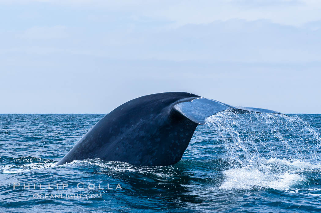 A blue whale raises its fluke before diving in search of food.  The blue whale is the largest animal on earth, reaching 80 feet in length and weighing as much as 300,000 pounds.  Near Islas Coronado (Coronado Islands). Coronado Islands (Islas Coronado), Baja California, Mexico, Balaenoptera musculus, natural history stock photograph, photo id 09482