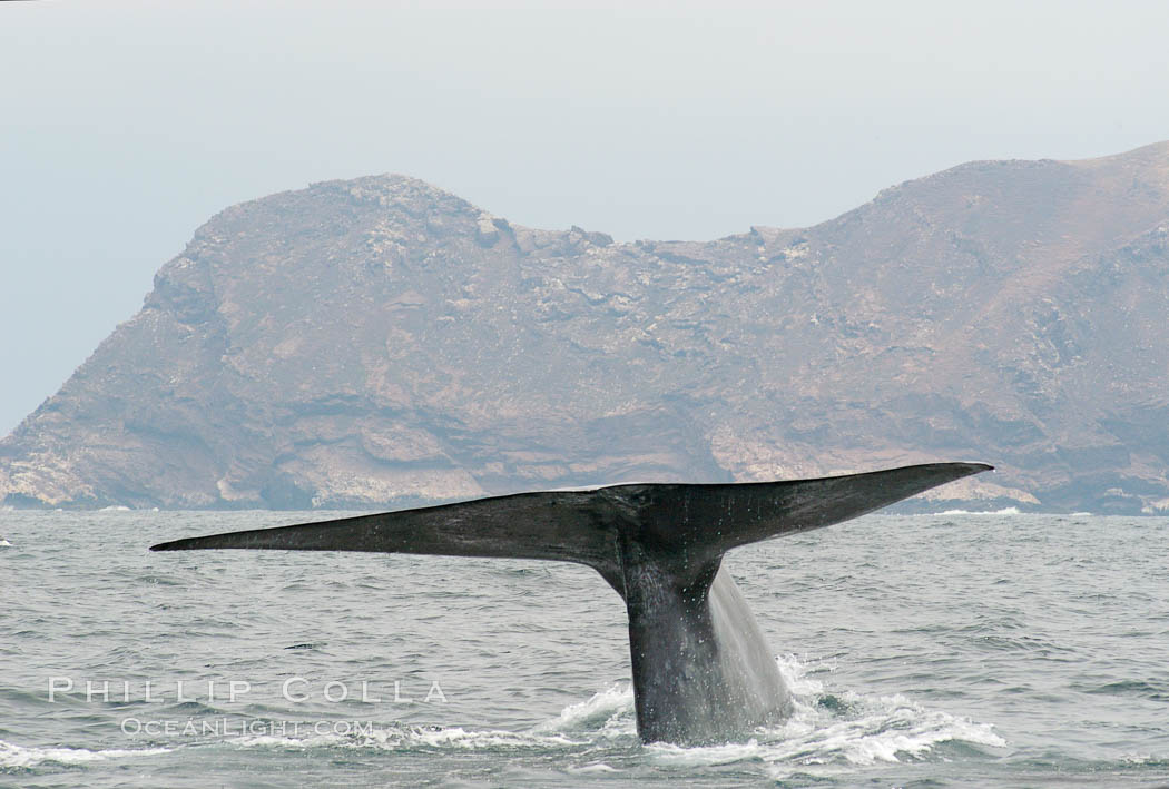 A blue whale raises its fluke before diving in search of food.  The blue whale is the largest animal on earth, reaching 80 feet in length and weighing as much as 300,000 pounds.  North Coronado Island is in the background. Coronado Islands (Islas Coronado), Baja California, Mexico, Balaenoptera musculus, natural history stock photograph, photo id 09486