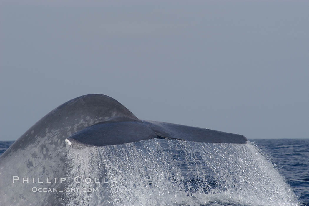 A blue whale raises its fluke before diving in search of food.  The blue whale is the largest animal on earth, reaching 80 feet in length and weighing as much as 300,000 pounds.  Near Islas Coronado (Coronado Islands). Coronado Islands (Islas Coronado), Baja California, Mexico, Balaenoptera musculus, natural history stock photograph, photo id 09494