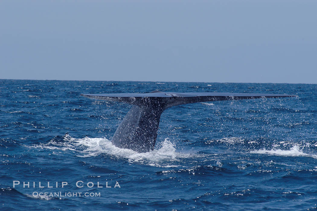 A blue whale raises its fluke before diving in search of food.  The blue whale is the largest animal on earth, reaching 80 feet in length and weighing as much as 300,000 pounds.  Near Islas Coronado (Coronado Islands). Coronado Islands (Islas Coronado), Baja California, Mexico, Balaenoptera musculus, natural history stock photograph, photo id 09530