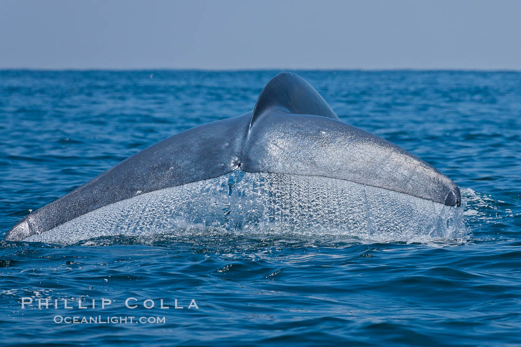 Blue whale, raising fluke prior to diving for food. San Diego, California, USA, Balaenoptera musculus, natural history stock photograph, photo id 16178