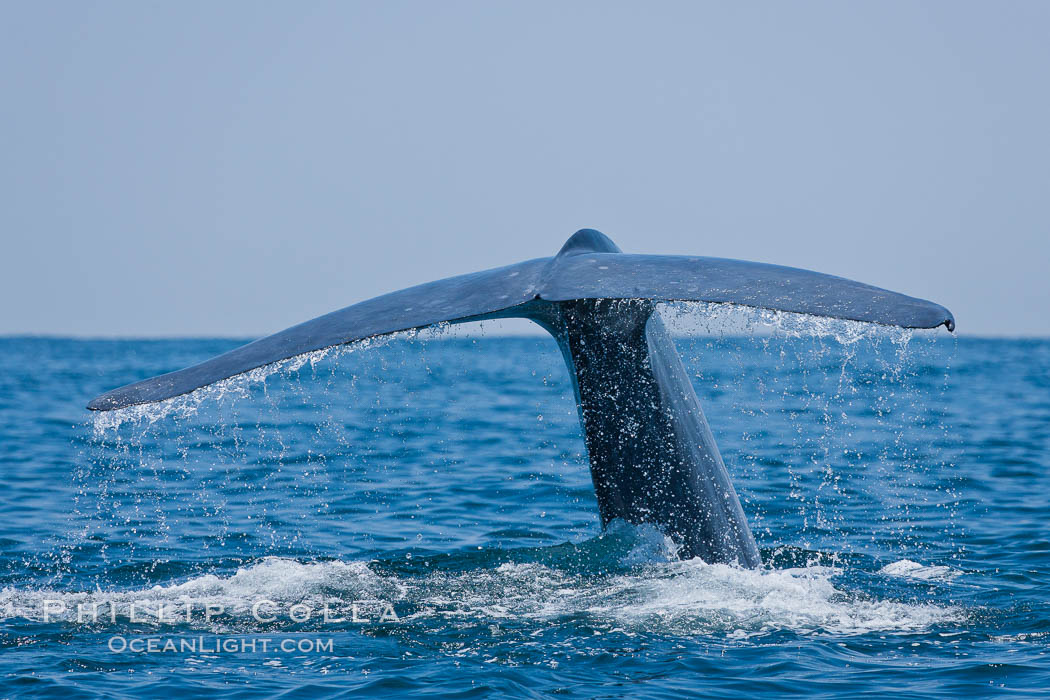 Blue whale, raising fluke prior to diving for food., Balaenoptera musculus, natural history stock photograph, photo id 16182