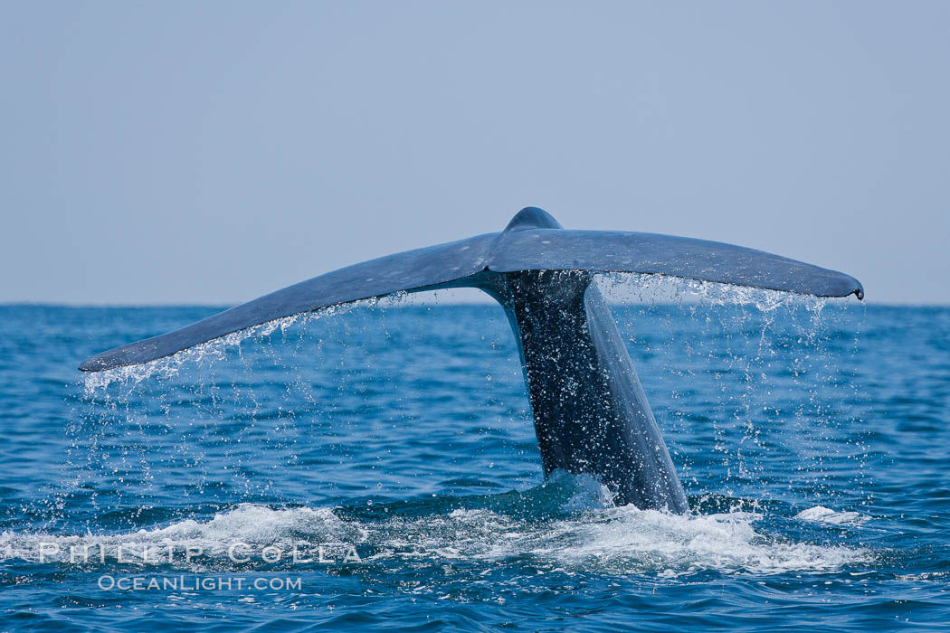 Blue whale, raising fluke prior to diving for food. San Diego, California, USA, Balaenoptera musculus, natural history stock photograph, photo id 16182