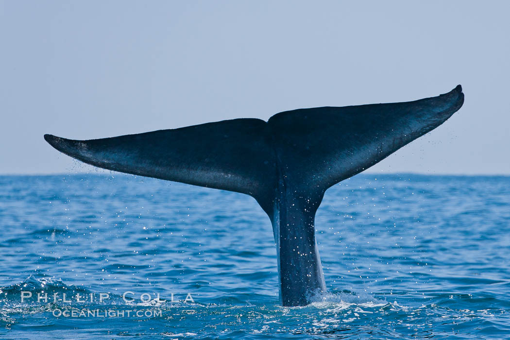 Blue whale, raising fluke prior to diving for food, fluking up, lifting tail as it swims in the open ocean foraging. San Diego, California, USA, Balaenoptera musculus, natural history stock photograph, photo id 16194