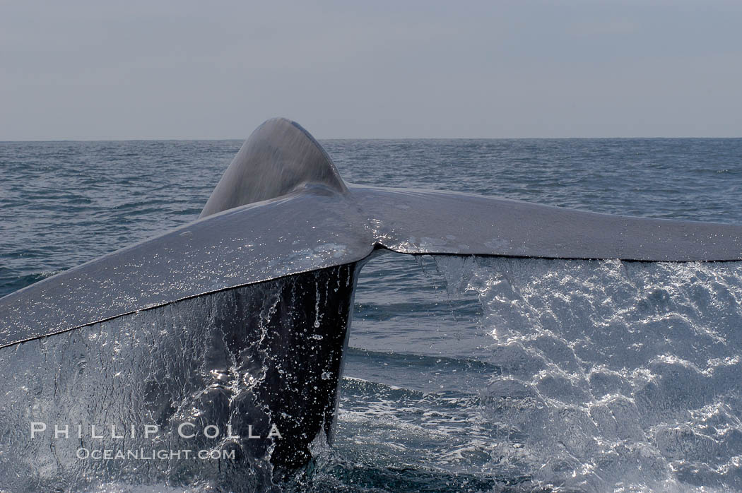 A blue whale raises its fluke before diving in search of food.  The blue whale is the largest animal on earth, reaching 80 feet in length and weighing as much as 300,000 pounds.  Near Islas Coronado (Coronado Islands). Coronado Islands (Islas Coronado), Baja California, Mexico, Balaenoptera musculus, natural history stock photograph, photo id 09488