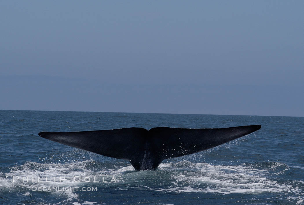 A blue whale raises its fluke before diving in search of food.  The blue whale is the largest animal on earth, reaching 80 feet in length and weighing as much as 300,000 pounds.  Near Islas Coronado (Coronado Islands). Coronado Islands (Islas Coronado), Baja California, Mexico, Balaenoptera musculus, natural history stock photograph, photo id 09492