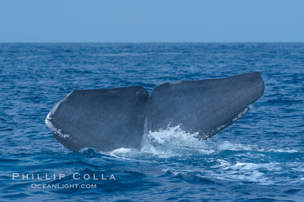A blue whale raises its fluke before diving in search of food.  The blue whale is the largest animal on earth, reaching 80 feet in length and weighing as much as 300,000 pounds.  Near Islas Coronado (Coronado Islands). Coronado Islands (Islas Coronado), Baja California, Mexico, Balaenoptera musculus, natural history stock photograph, photo id 09496