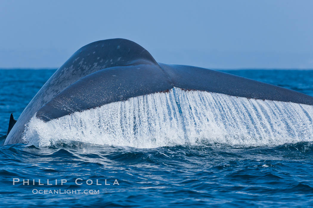 Blue whale, raising fluke prior to diving for food. San Diego, California, USA, Balaenoptera musculus, natural history stock photograph, photo id 16180