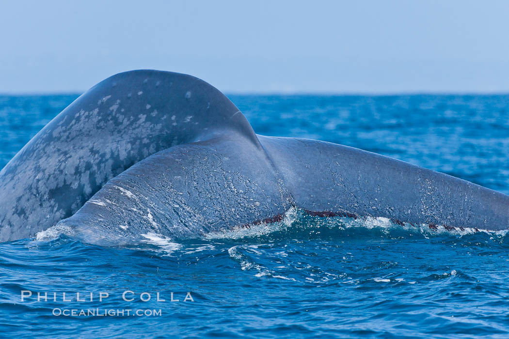 Blue whale, raising fluke prior to diving for food. San Diego, California, USA, Balaenoptera musculus, natural history stock photograph, photo id 16192