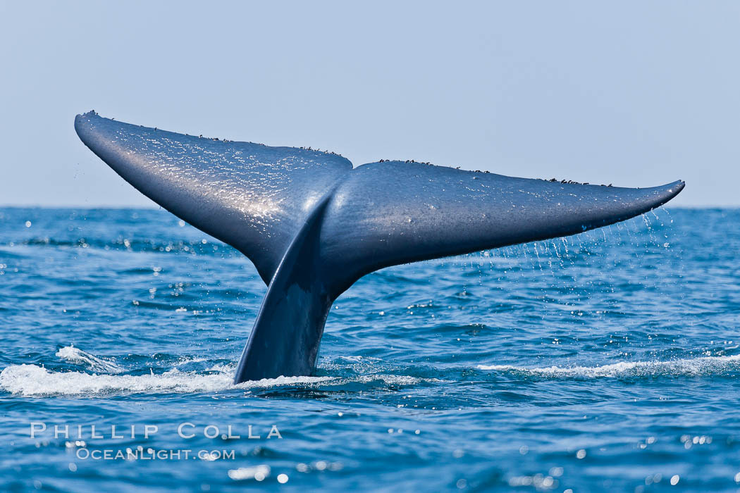 Blue whale, raising fluke prior to diving for food, fluking up, lifting tail as it swims in the open ocean foraging. San Diego, California, USA, Balaenoptera musculus, natural history stock photograph, photo id 16196