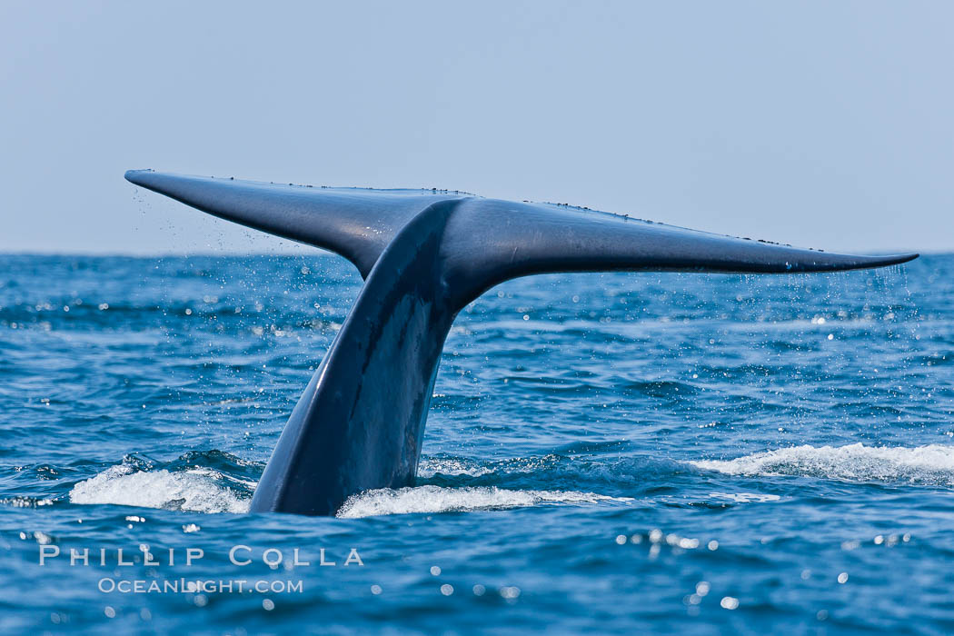 Blue whale, raising fluke prior to diving for food. San Diego, California, USA, Balaenoptera musculus, natural history stock photograph, photo id 16200