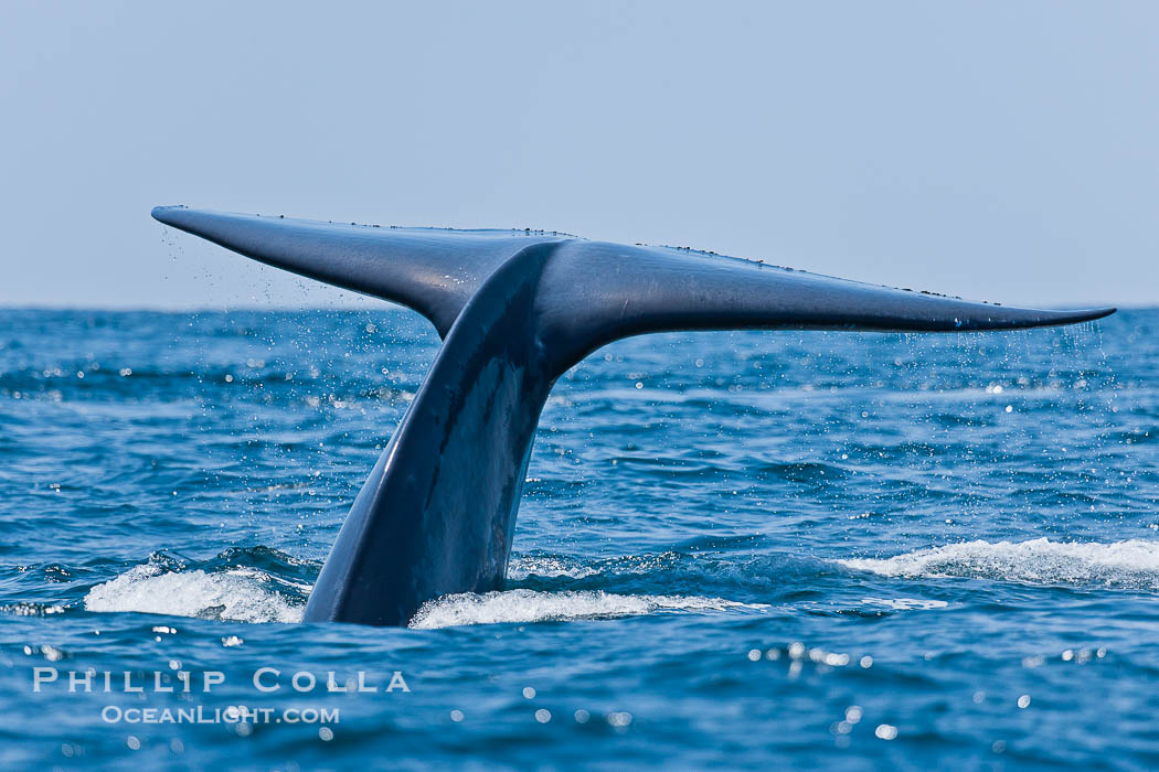 Blue whale, raising fluke prior to diving for food., Balaenoptera musculus, natural history stock photograph, photo id 16200