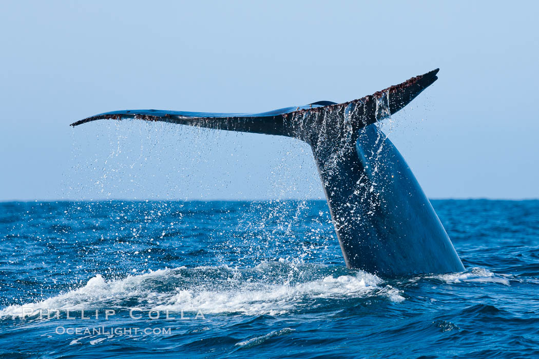 Blue whale, raising fluke prior to diving for food, fluking up, lifting tail as it swims in the open ocean foraging. San Diego, California, USA, Balaenoptera musculus, natural history stock photograph, photo id 16204