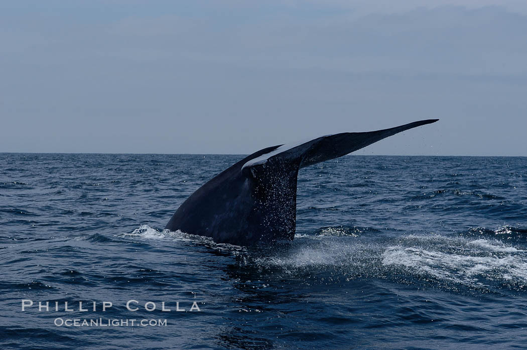 A blue whale raises its fluke before diving in search of food.  The blue whale is the largest animal on earth, reaching 80 feet in length and weighing as much as 300,000 pounds.  Near Islas Coronado (Coronado Islands). Coronado Islands (Islas Coronado), Baja California, Mexico, Balaenoptera musculus, natural history stock photograph, photo id 09483
