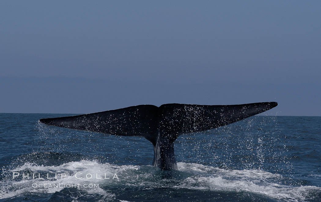 A blue whale raises its fluke before diving in search of food.  The blue whale is the largest animal on earth, reaching 80 feet in length and weighing as much as 300,000 pounds.  Near Islas Coronado (Coronado Islands). Coronado Islands (Islas Coronado), Baja California, Mexico, Balaenoptera musculus, natural history stock photograph, photo id 09491