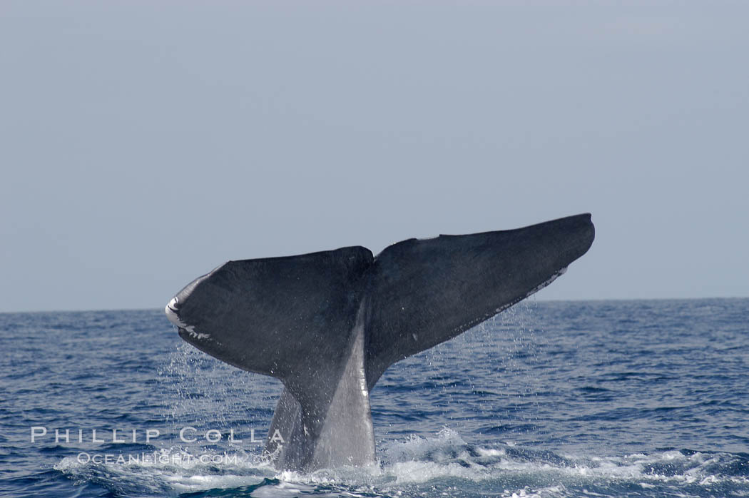 A blue whale raises its fluke before diving in search of food.  The blue whale is the largest animal on earth, reaching 80 feet in length and weighing as much as 300,000 pounds.  Near Islas Coronado (Coronado Islands). Coronado Islands (Islas Coronado), Baja California, Mexico, Balaenoptera musculus, natural history stock photograph, photo id 09495