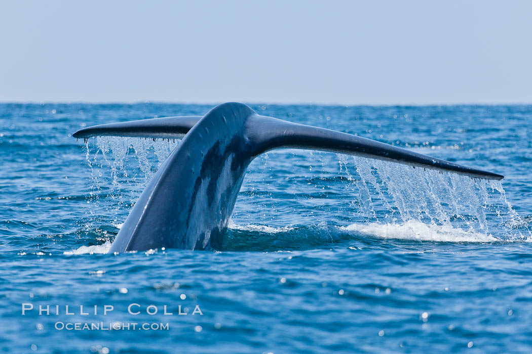 Blue whale, raising fluke prior to diving for food. San Diego, California, USA, Balaenoptera musculus, natural history stock photograph, photo id 16179