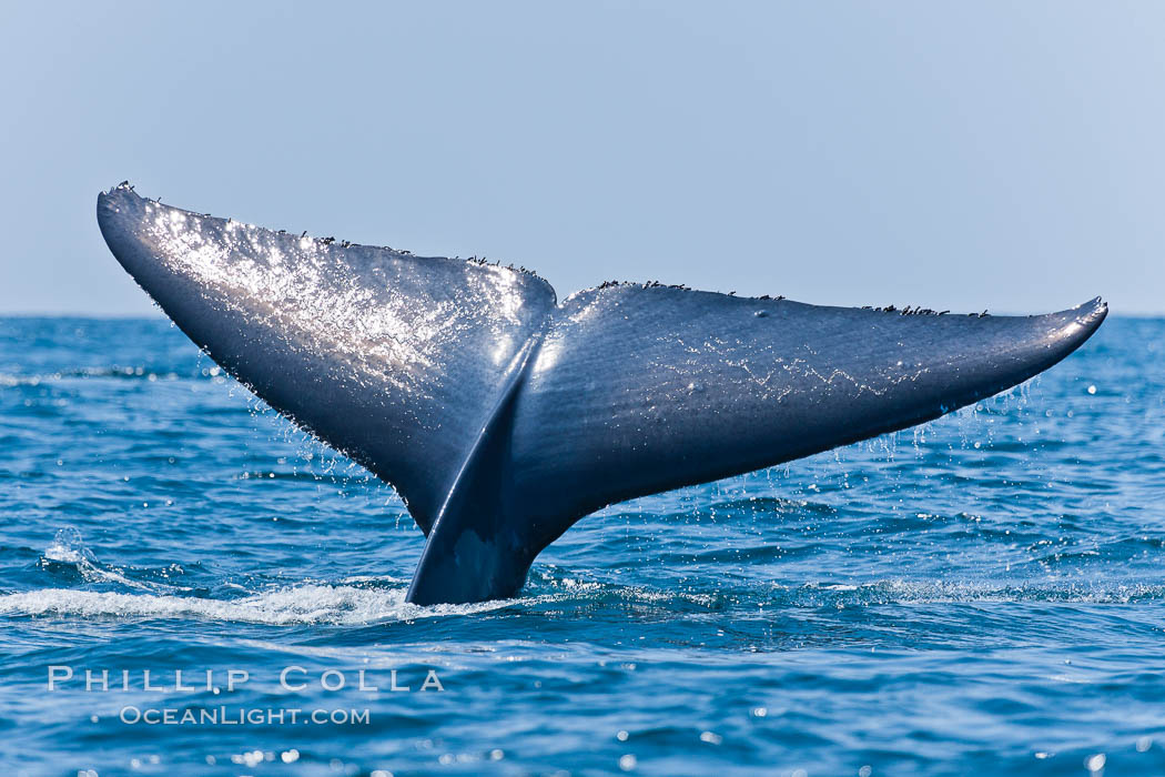Blue whale, raising fluke prior to diving for food. San Diego, California, USA, Balaenoptera musculus, natural history stock photograph, photo id 16183