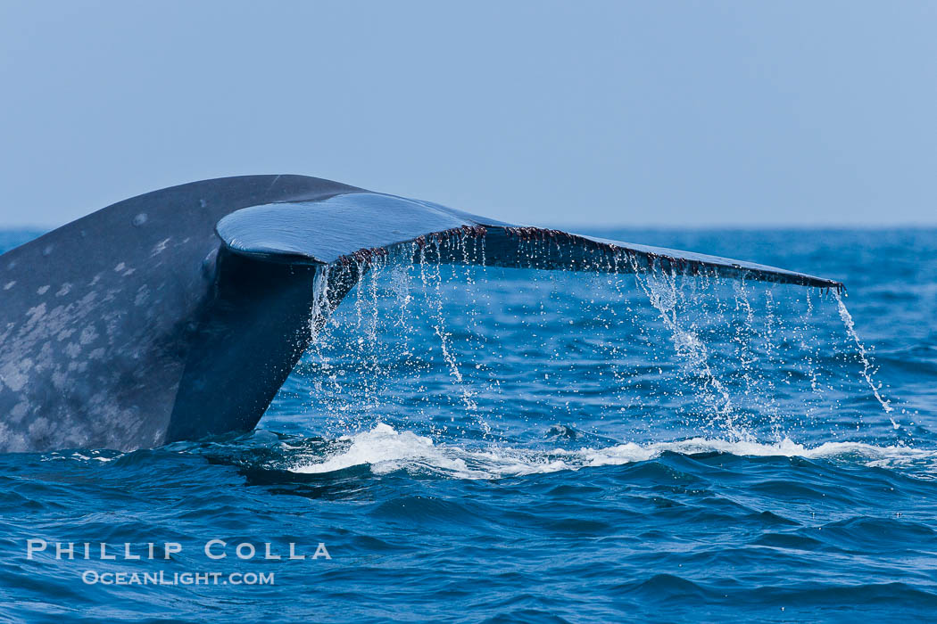 Blue whale, raising fluke prior to diving for food., Balaenoptera musculus, natural history stock photograph, photo id 16191