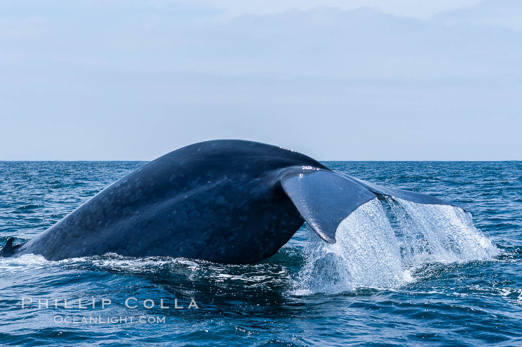 A blue whale raises its fluke before diving in search of food.  The blue whale is the largest animal on earth, reaching 80 feet in length and weighing as much as 300,000 pounds.  Near Islas Coronado (Coronado Islands). Coronado Islands (Islas Coronado), Baja California, Mexico, Balaenoptera musculus, natural history stock photograph, photo id 09481