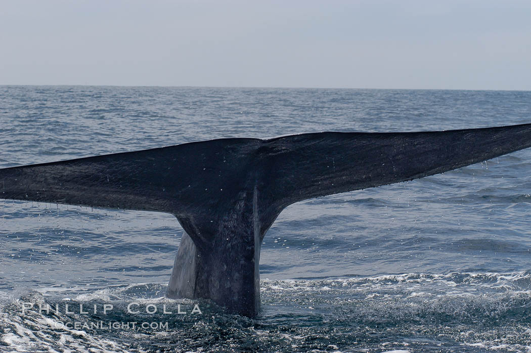 A blue whale raises its fluke before diving in search of food.  The blue whale is the largest animal on earth, reaching 80 feet in length and weighing as much as 300,000 pounds.  Near Islas Coronado (Coronado Islands). Coronado Islands (Islas Coronado), Baja California, Mexico, Balaenoptera musculus, natural history stock photograph, photo id 09489