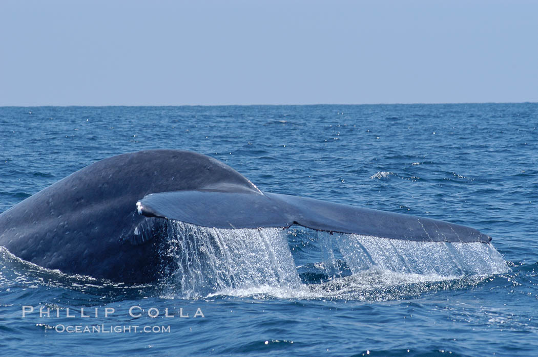A blue whale raises its fluke before diving in search of food.  The blue whale is the largest animal on earth, reaching 80 feet in length and weighing as much as 300,000 pounds.  Near Islas Coronado (Coronado Islands). Coronado Islands (Islas Coronado), Baja California, Mexico, Balaenoptera musculus, natural history stock photograph, photo id 09493