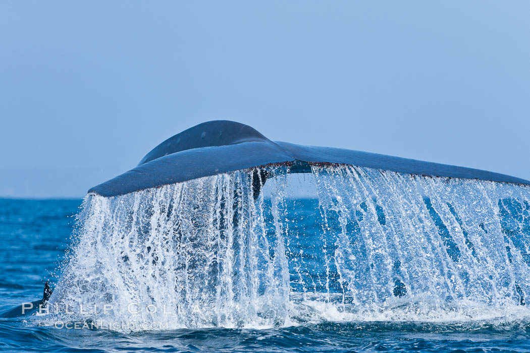 Blue whale, raising fluke prior to diving for food, fluking up, lifting tail as it swims in the open ocean foraging. San Diego, California, USA, Balaenoptera musculus, natural history stock photograph, photo id 16185