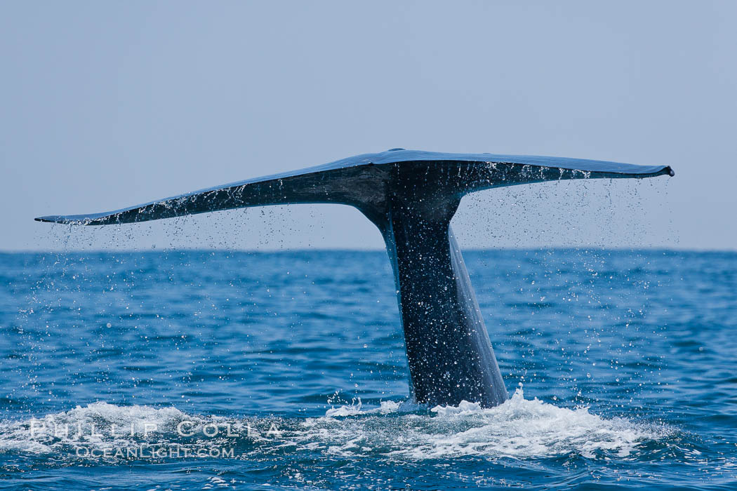 Blue whale, raising fluke prior to diving for food. San Diego, California, USA, Balaenoptera musculus, natural history stock photograph, photo id 16189