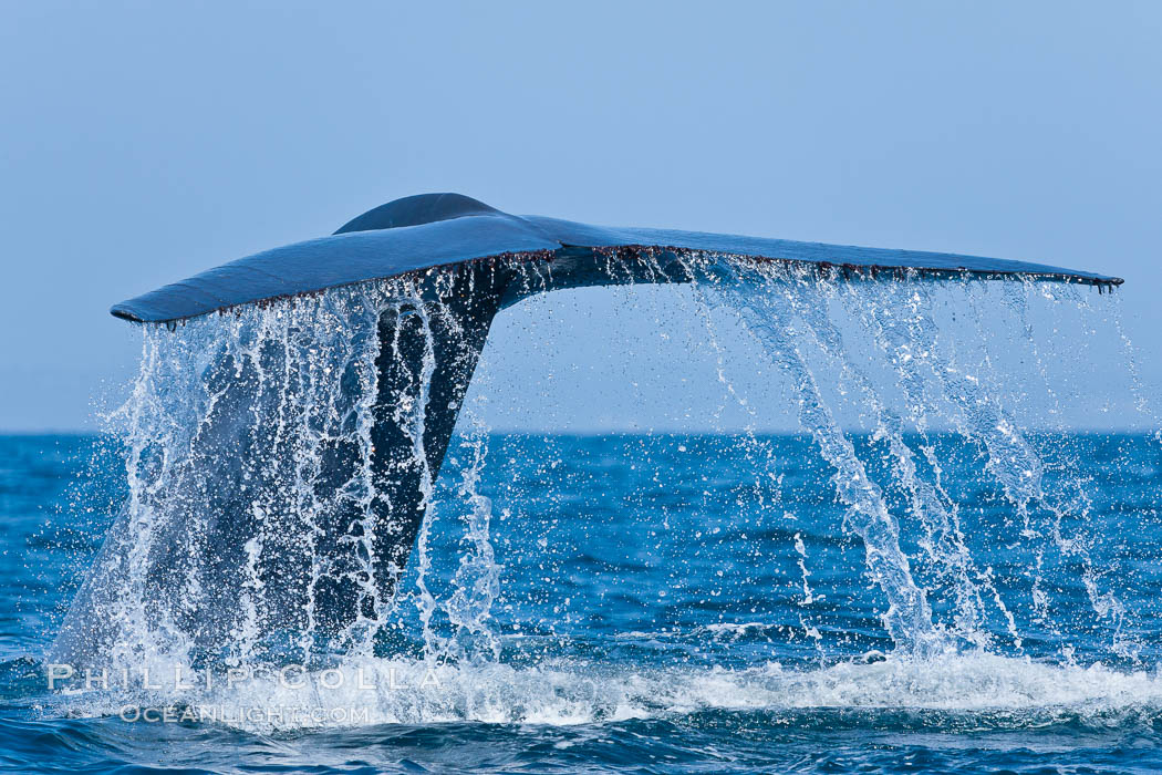 Blue whale, raising fluke prior to diving for food. San Diego, California, USA, Balaenoptera musculus, natural history stock photograph, photo id 16193