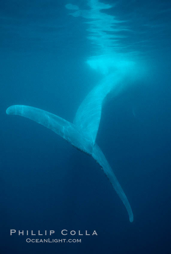 Blue whale fluke, powerful tail that propels the huge whale through the open ocean., Balaenoptera musculus, natural history stock photograph, photo id 01910