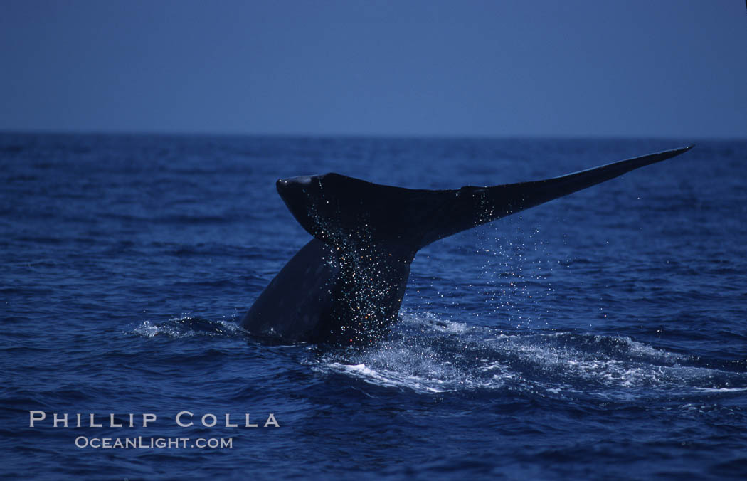 Blue whale, lifting fluke before diving, Baja California., Balaenoptera musculus, natural history stock photograph, photo id 03038