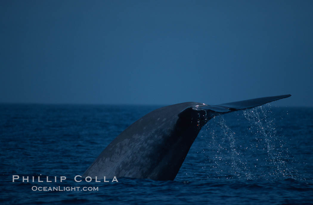 Blue whale, lifting fluke before diving, Baja California., Balaenoptera musculus, natural history stock photograph, photo id 03042