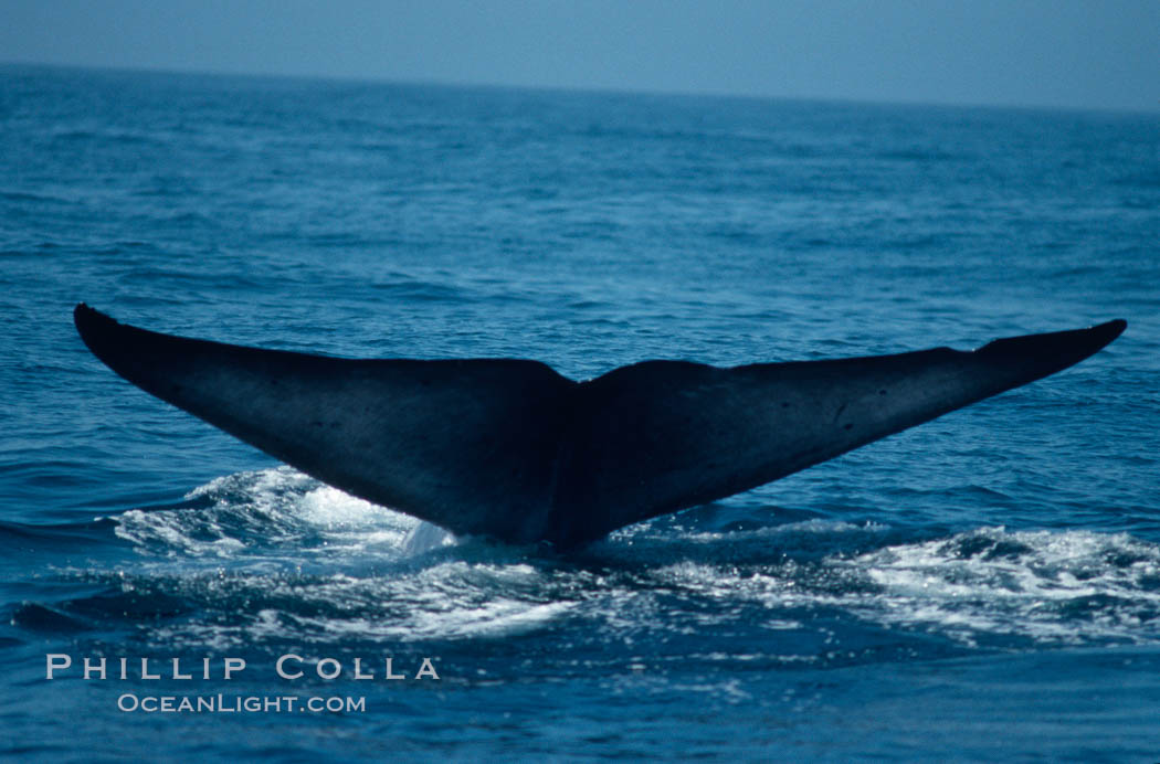 Blue whale, raising fluke prior to dive, Baja California., Balaenoptera musculus, natural history stock photograph, photo id 05826