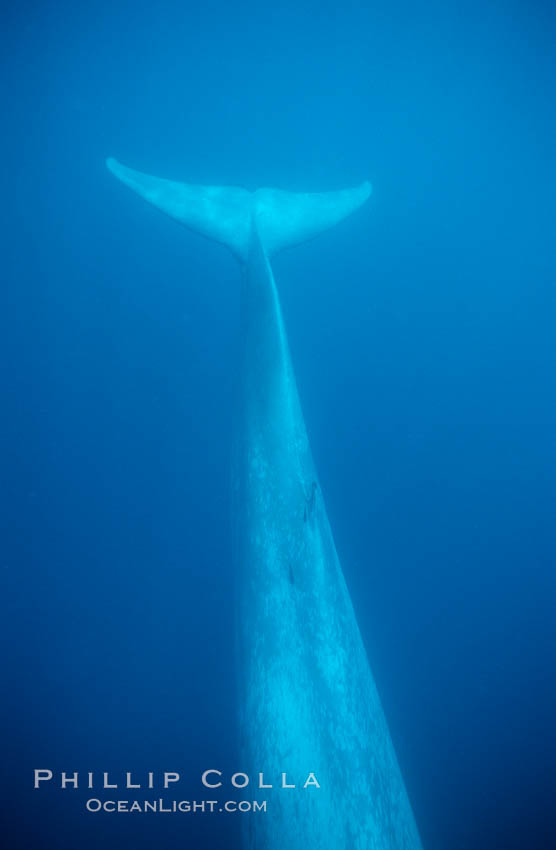 Blue whale caudel stem, dorsal fin and fluke., Balaenoptera musculus, natural history stock photograph, photo id 01908