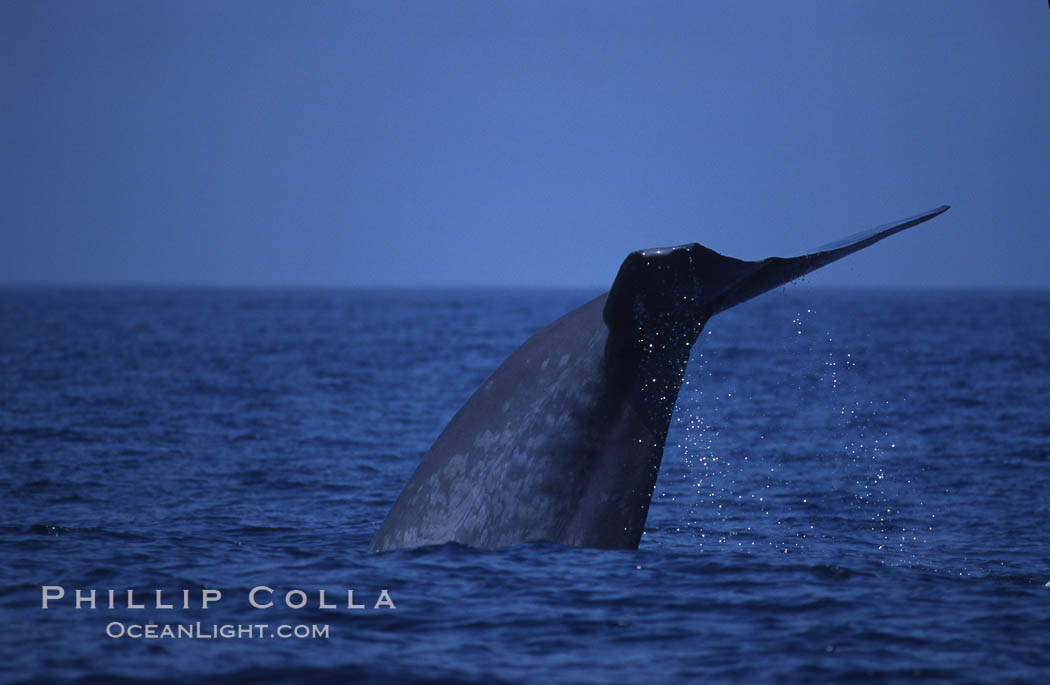 Blue whale, lifting fluke before diving, Baja California., Balaenoptera musculus, natural history stock photograph, photo id 03043