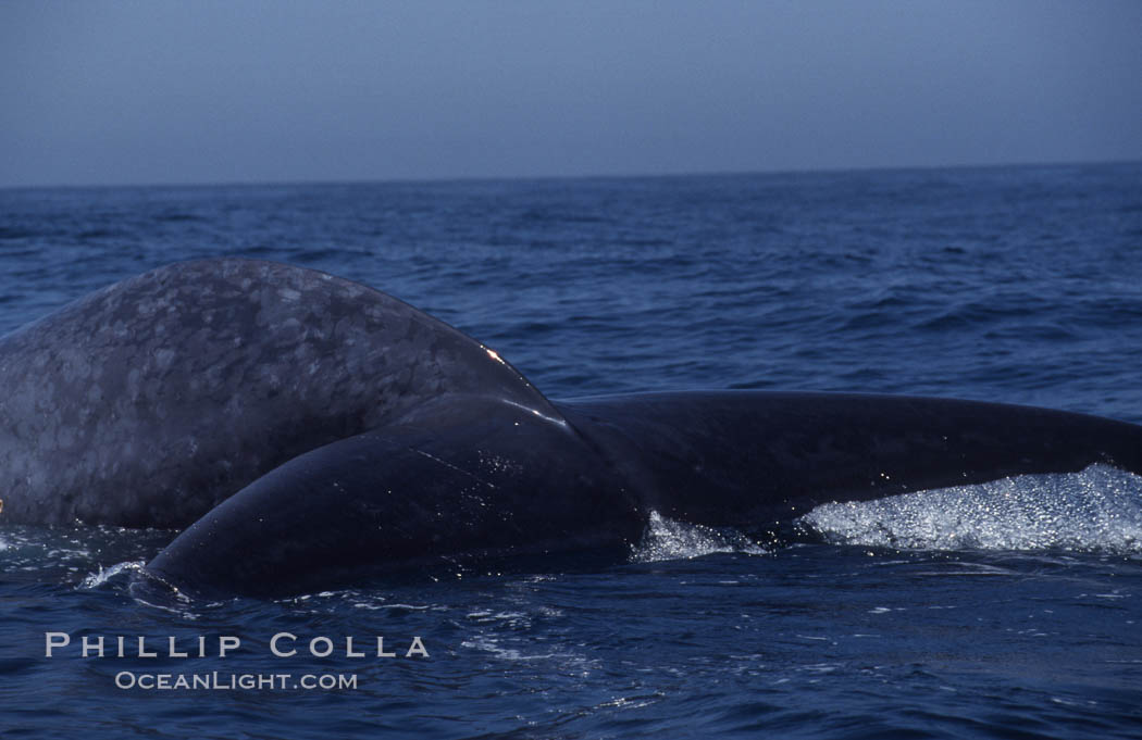 Blue whale fluke,  Baja California (Mexico)., Balaenoptera musculus, natural history stock photograph, photo id 03331
