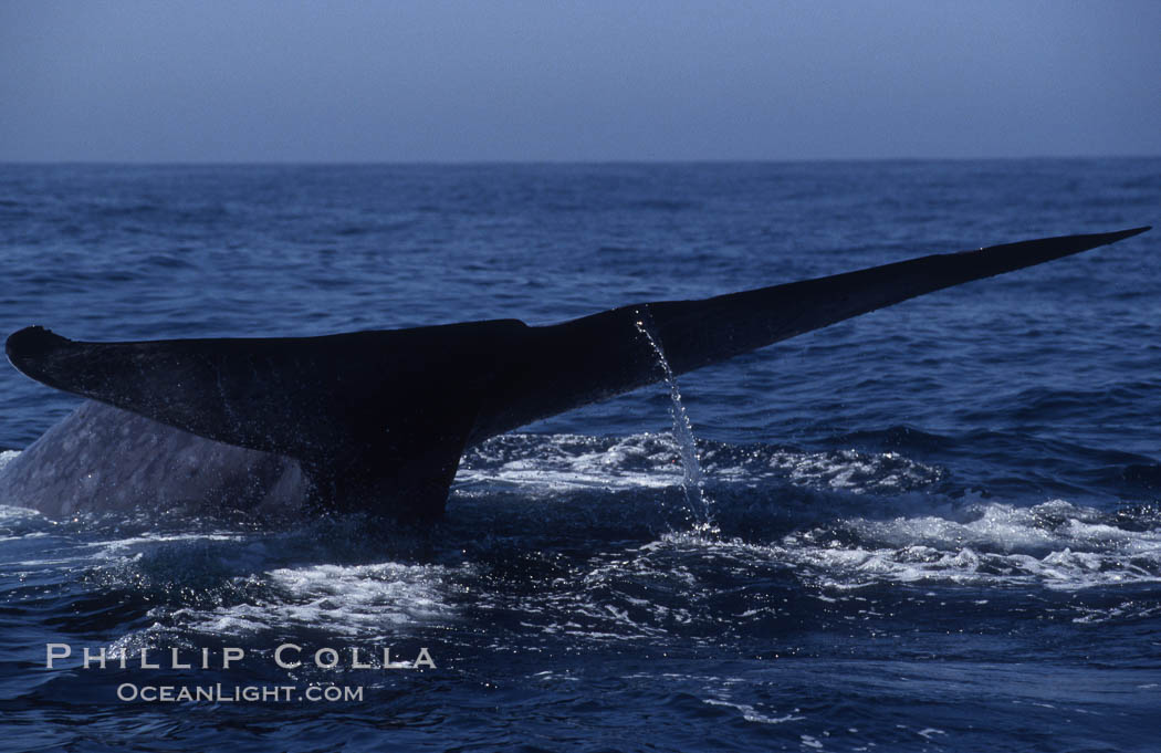 Blue whale fluke,  Baja California (Mexico)., Balaenoptera musculus, natural history stock photograph, photo id 03335