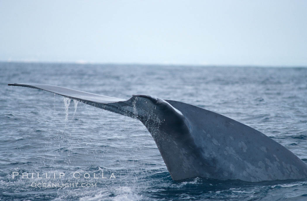 Blue whale, raising fluke prior to dive, Baja California., Balaenoptera musculus, natural history stock photograph, photo id 05831