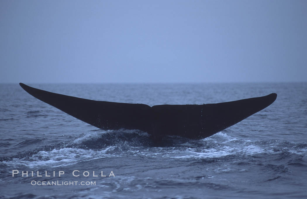Blue whale, fluke, Mexico., Balaenoptera musculus, natural history stock photograph, photo id 06451