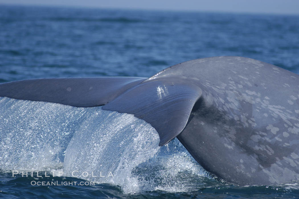 An enormous blue whale raises its fluke (tail) high out of the water before diving.  Open ocean offshore of San Diego. California, USA, Balaenoptera musculus, natural history stock photograph, photo id 07519