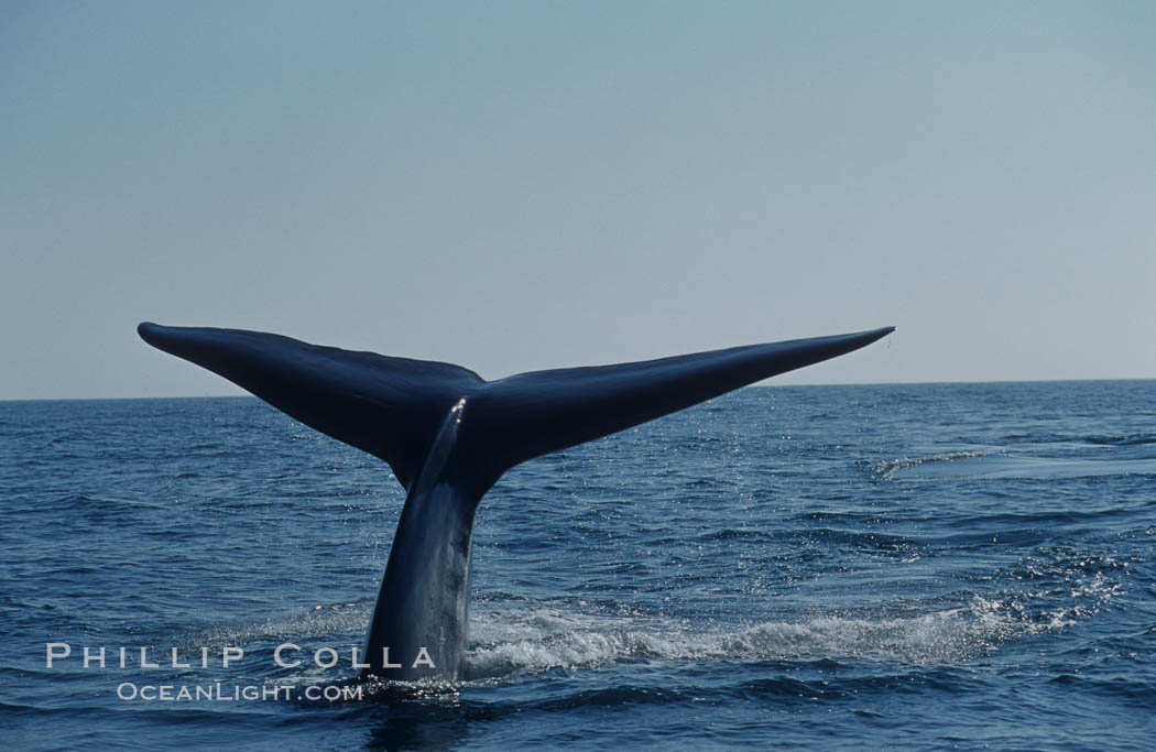 An enormous blue whale raises its fluke (tail) high out of the water before diving.  Open ocean offshore of San Diego. California, USA, Balaenoptera musculus, natural history stock photograph, photo id 07559