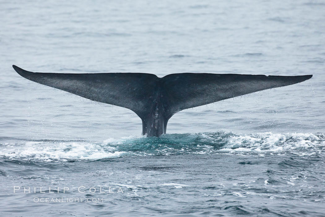 Blue whale fluke (tail) lifted high above the water as the whale dives in the Santa Barbara Channel. Santa Rosa Island, California, USA, Balaenoptera musculus, natural history stock photograph, photo id 27019